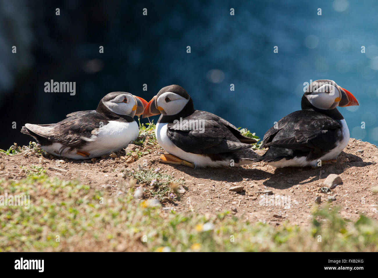 Puffin group on cliff edge Stock Photo