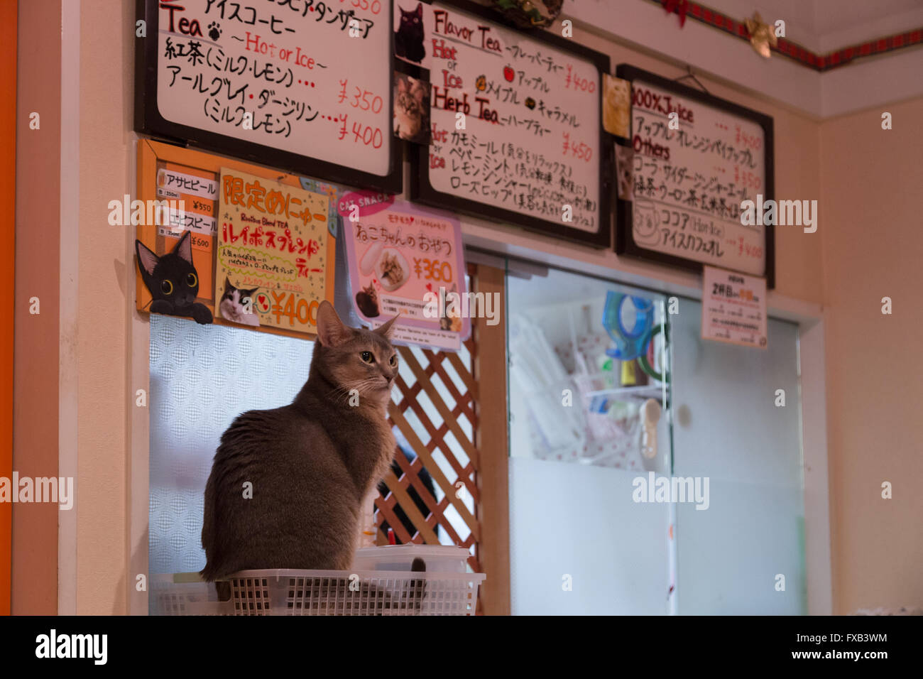 Tokyo japan cat hi res stock photography and images Alamy