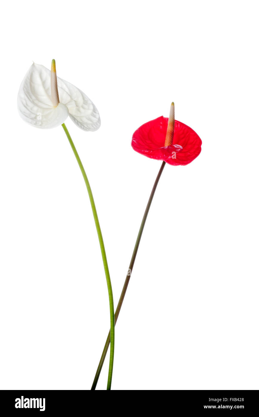 Wallpaper Style II Stock Photo - Alamy