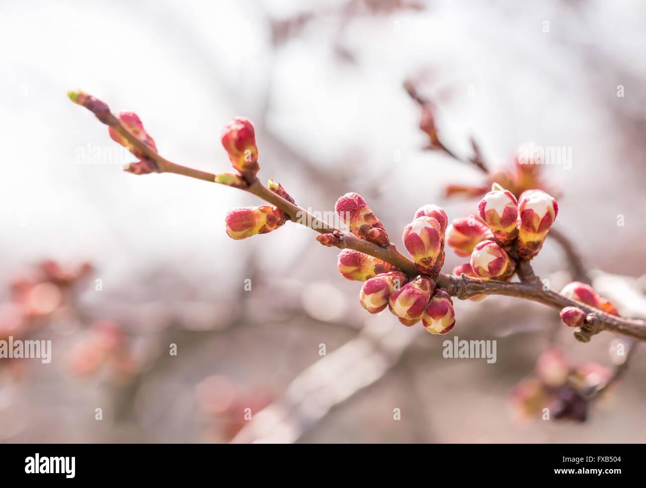 Apple tree fruit bud hires stock photography and images Alamy