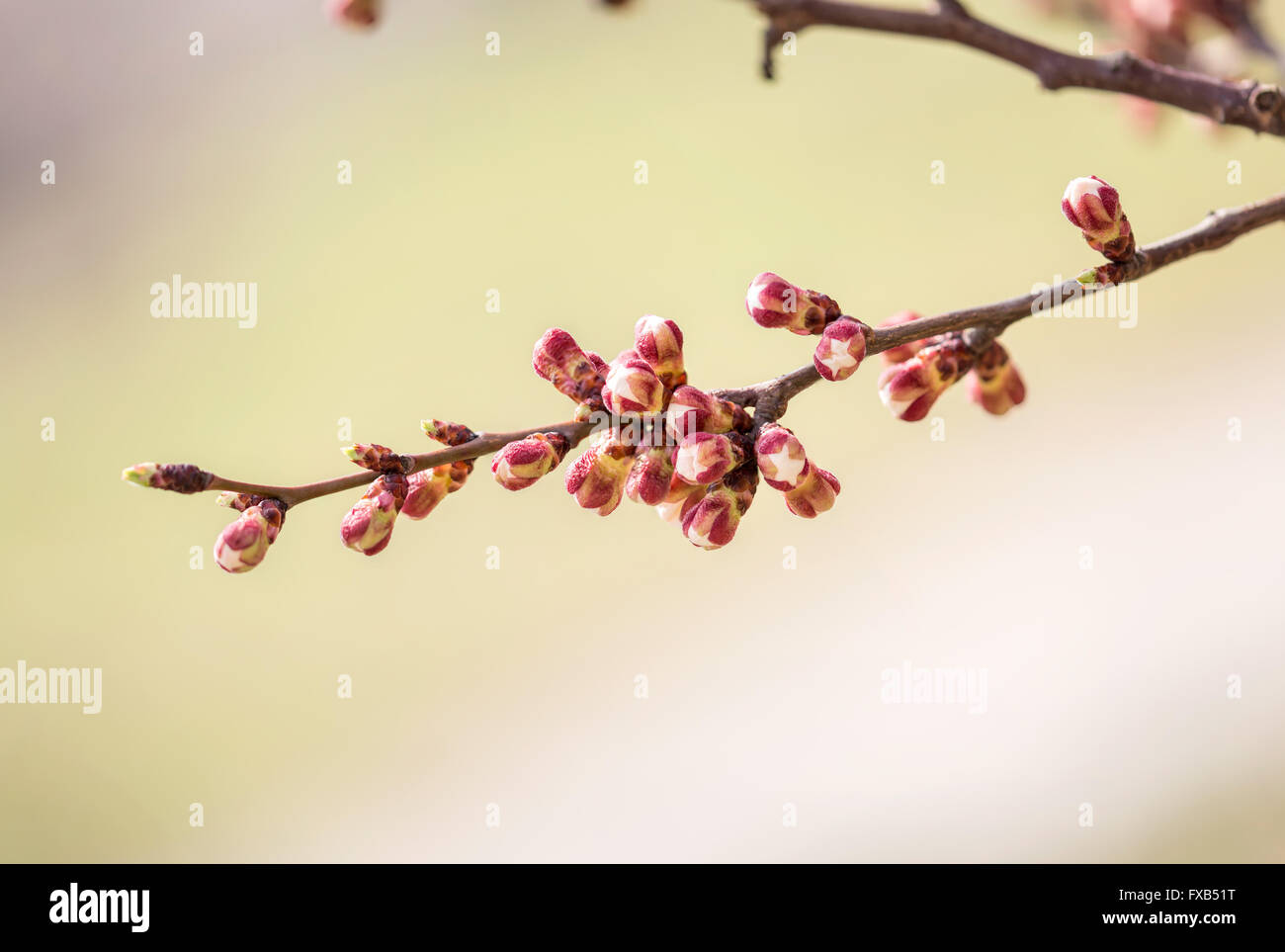 White apple tree hi-res stock photography and images - Alamy
