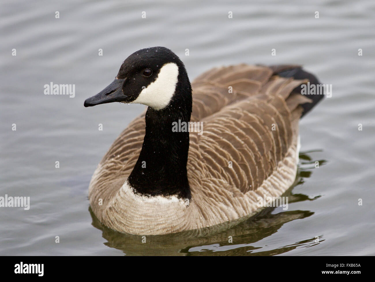 Goose picture hi-res stock photography and images - Alamy