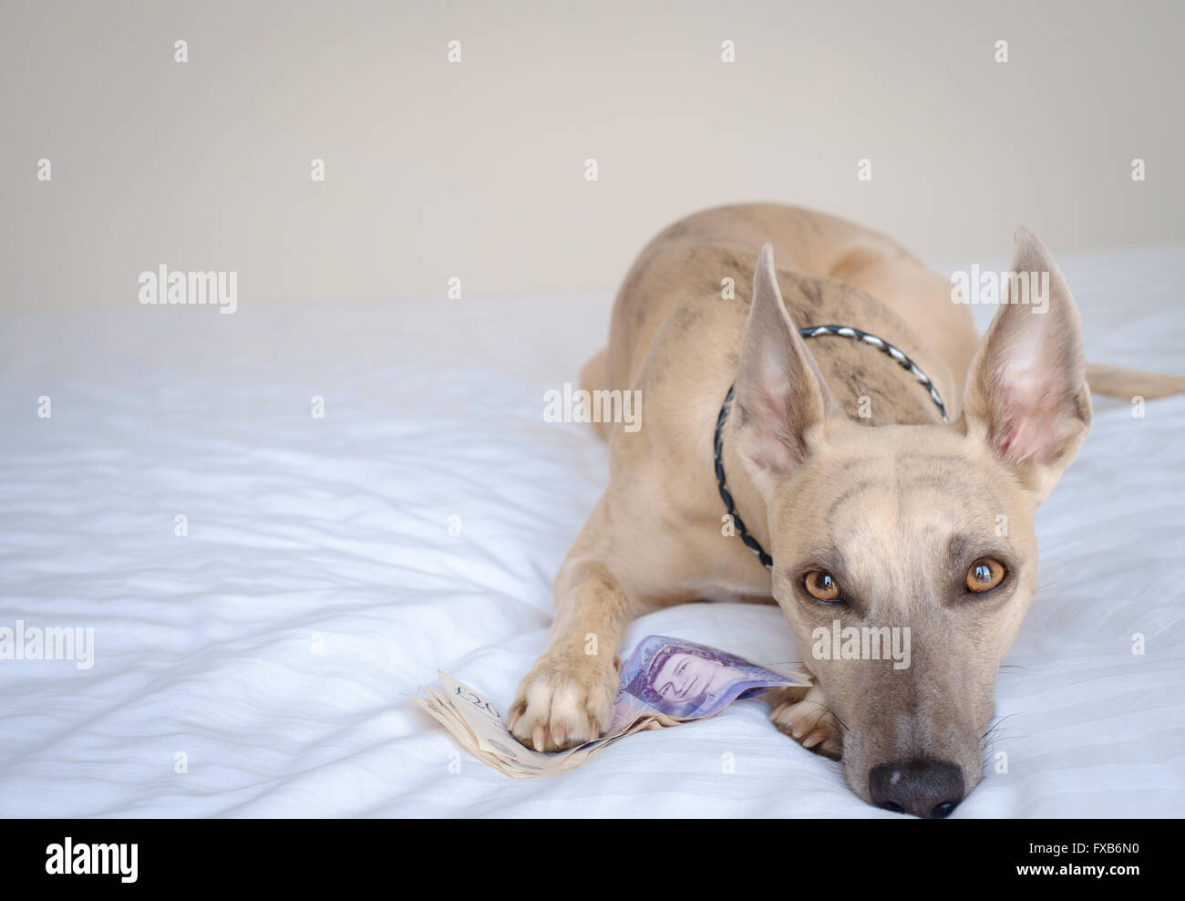 Dog with large sum of money looking sad Stock Photo