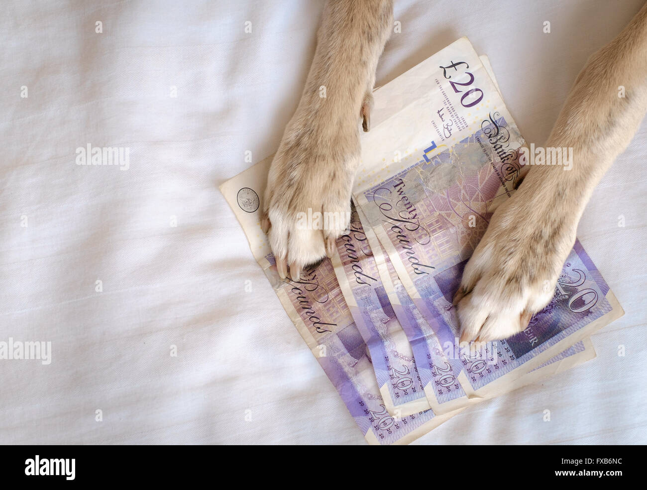 Dog paws holding many twenty pound notes Stock Photo