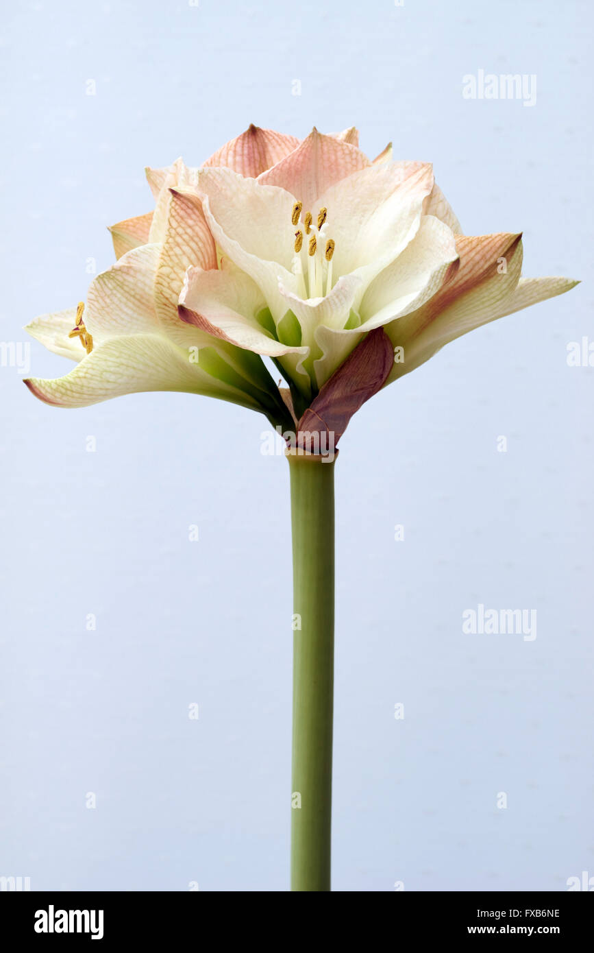 Closeup of amaryllis flower Stock Photo