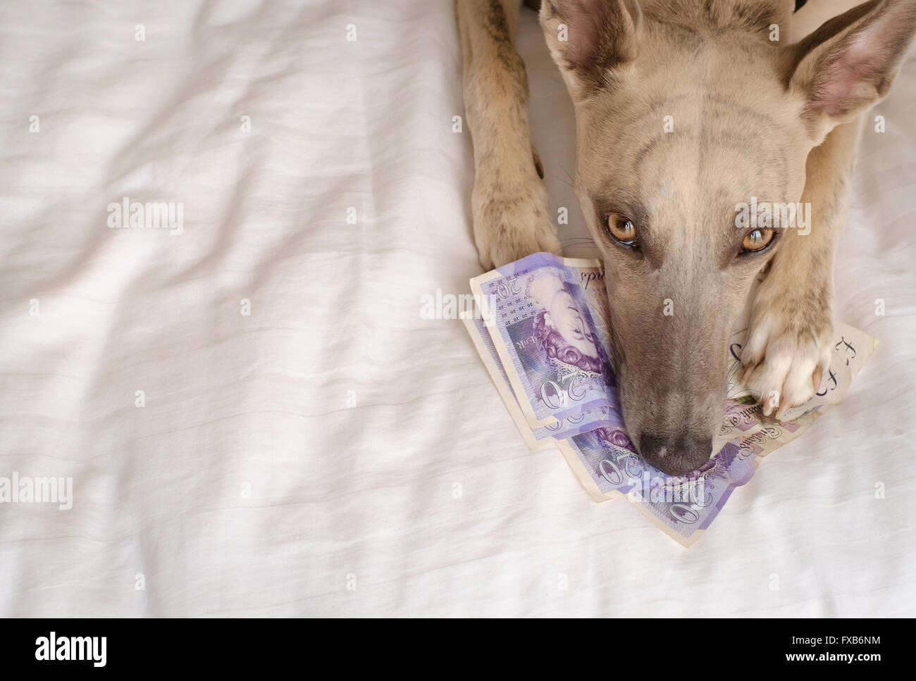 Dog lying on large sum of money looking sad Stock Photo