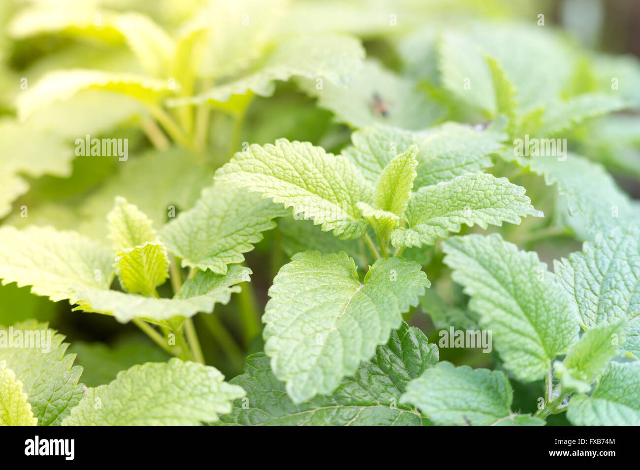 Natural growth in the garden, life concepts Stock Photo