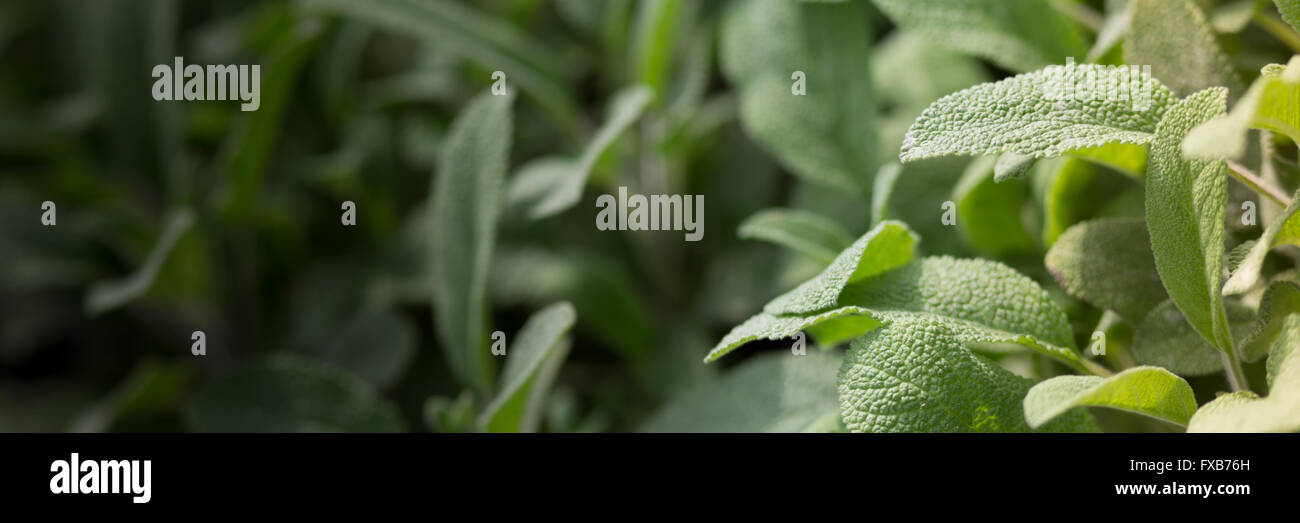 Sage plant in the garden, natural concepts Stock Photo Alamy