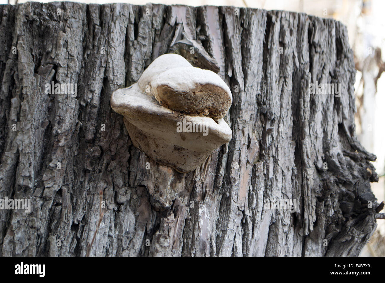 fungus parasite on the tree. Spring in the forest Stock Photo