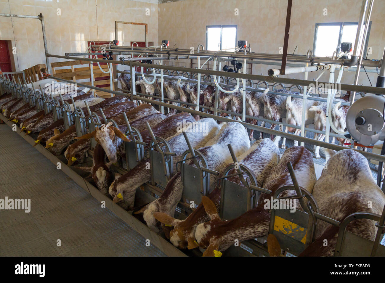 Goat milking facilities in a farm, livestock Stock Photo