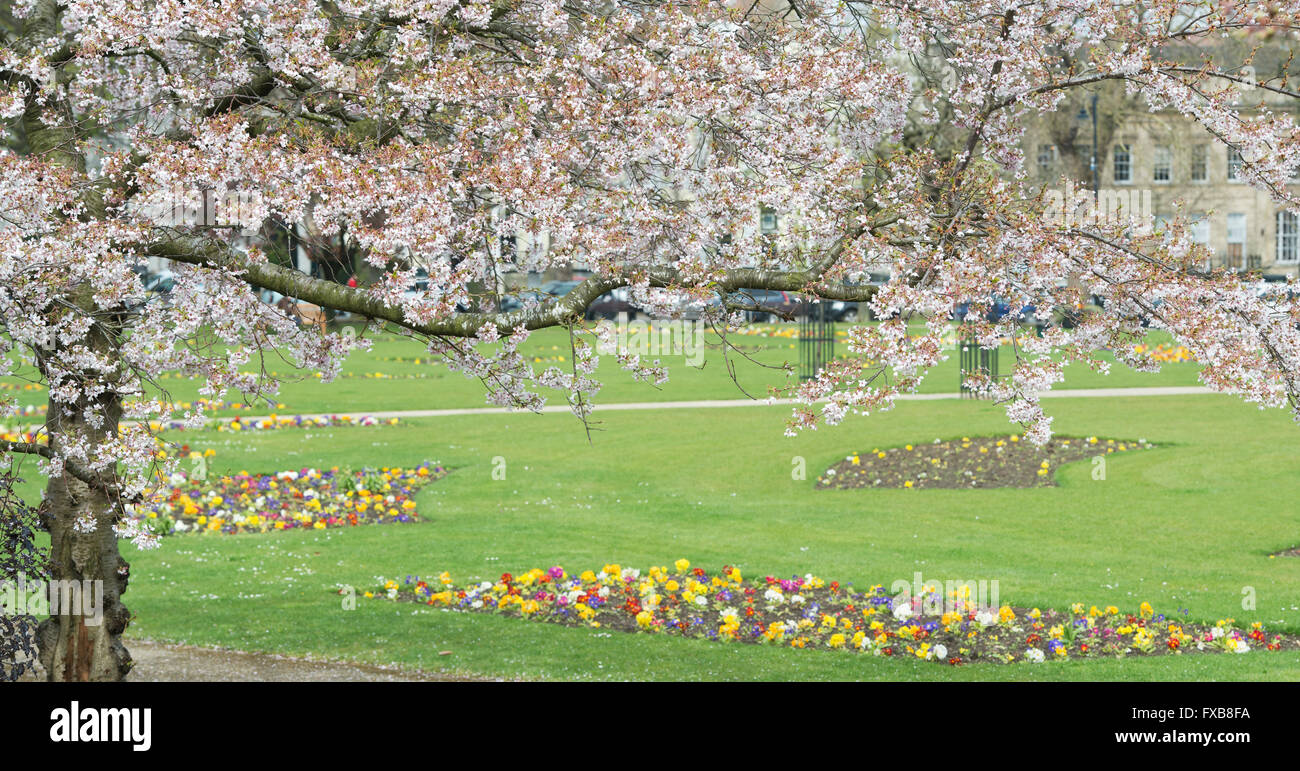 Prunus. Cherry trees in blossom in a Cheltenham town park. Cheltenham, Gloucestershire, England. Panoramic Stock Photo