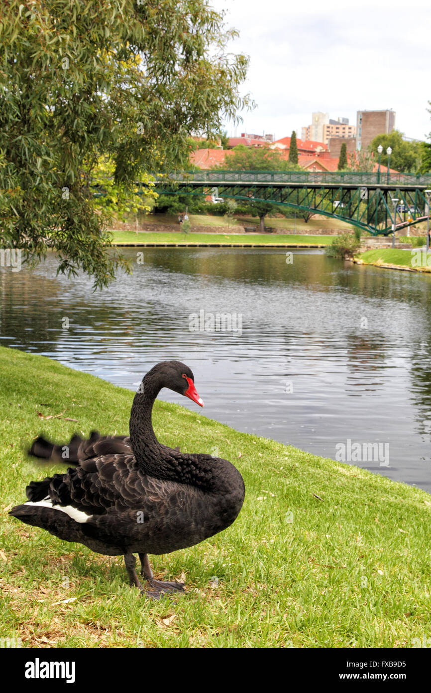 Black Swan (Cygnus atratus) at the river bank of River Torrens in Adelaide, South Australia, Australia. Stock Photo