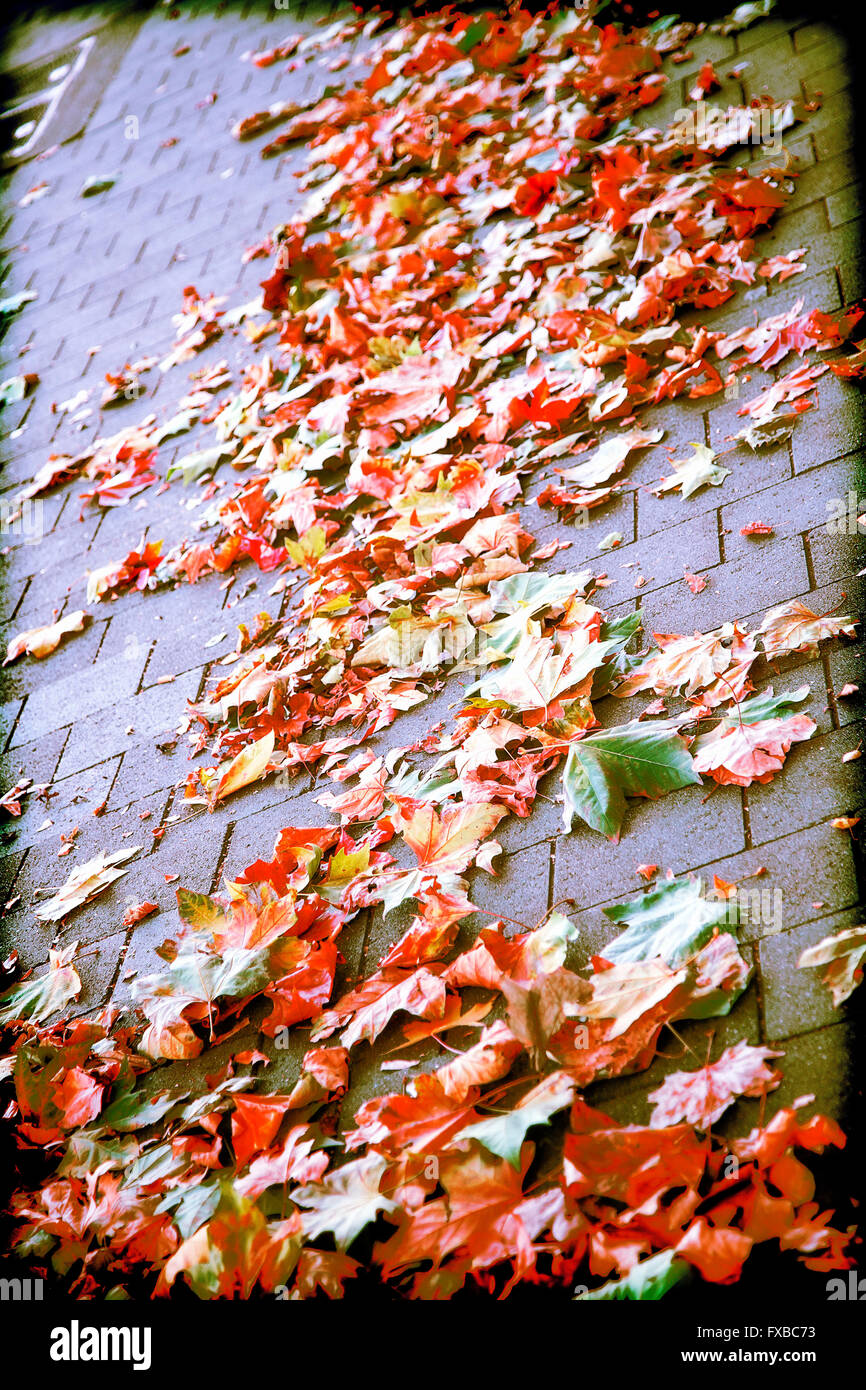 autumn leaves fallen on the pavement Stock Photo - Alamy