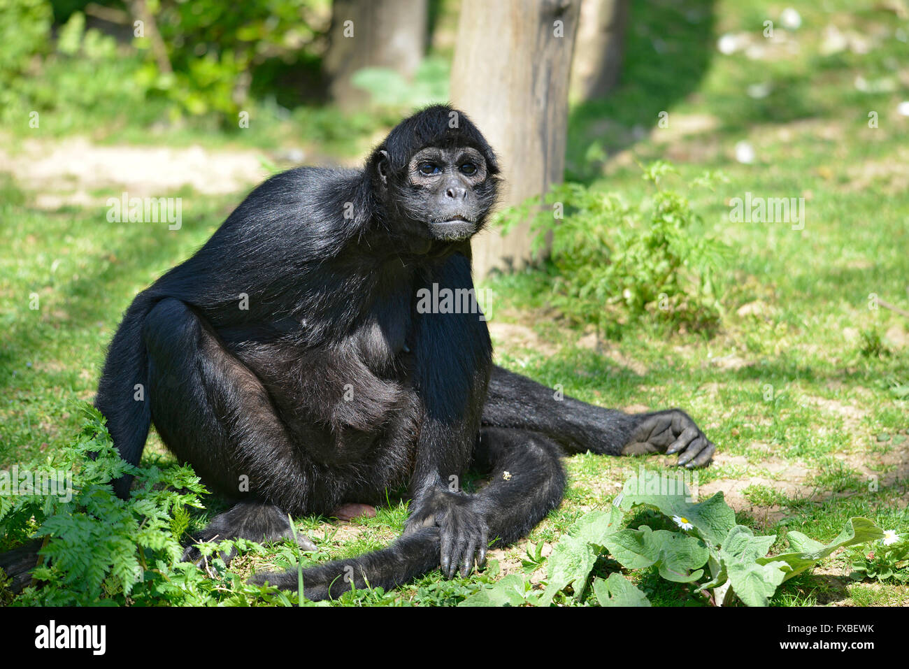 Black-headed spider monkey (Ateles fusciceps) seated on grass Stock Photo