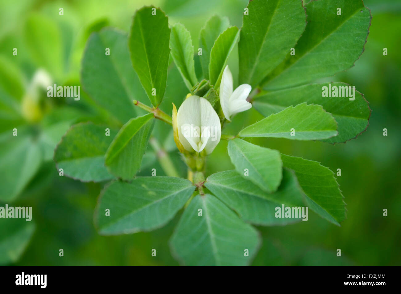 Fenugreek plant hires stock photography and images Alamy