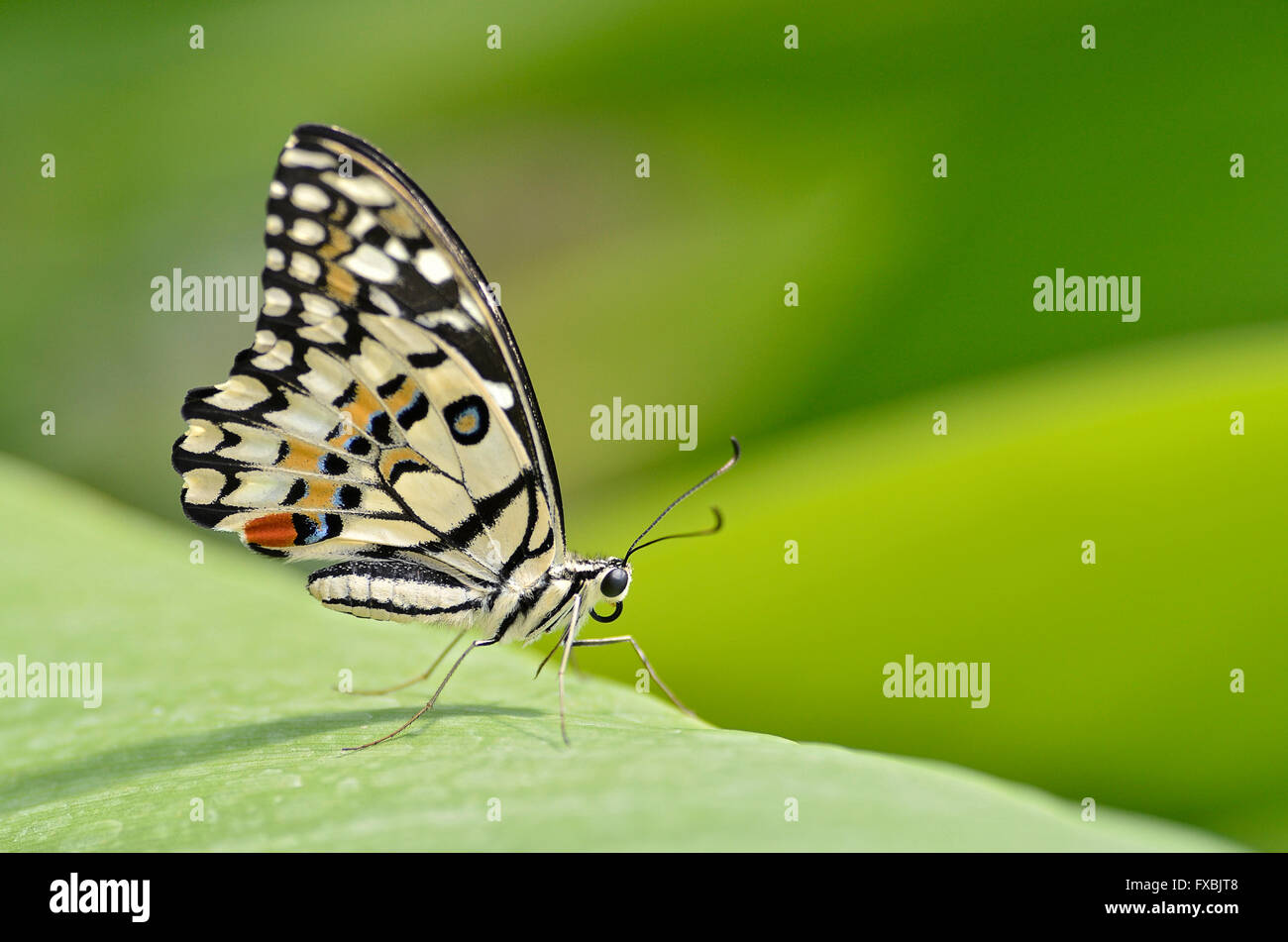 Butterfly of Papilio genus on leaf and seen from profile Stock Photo