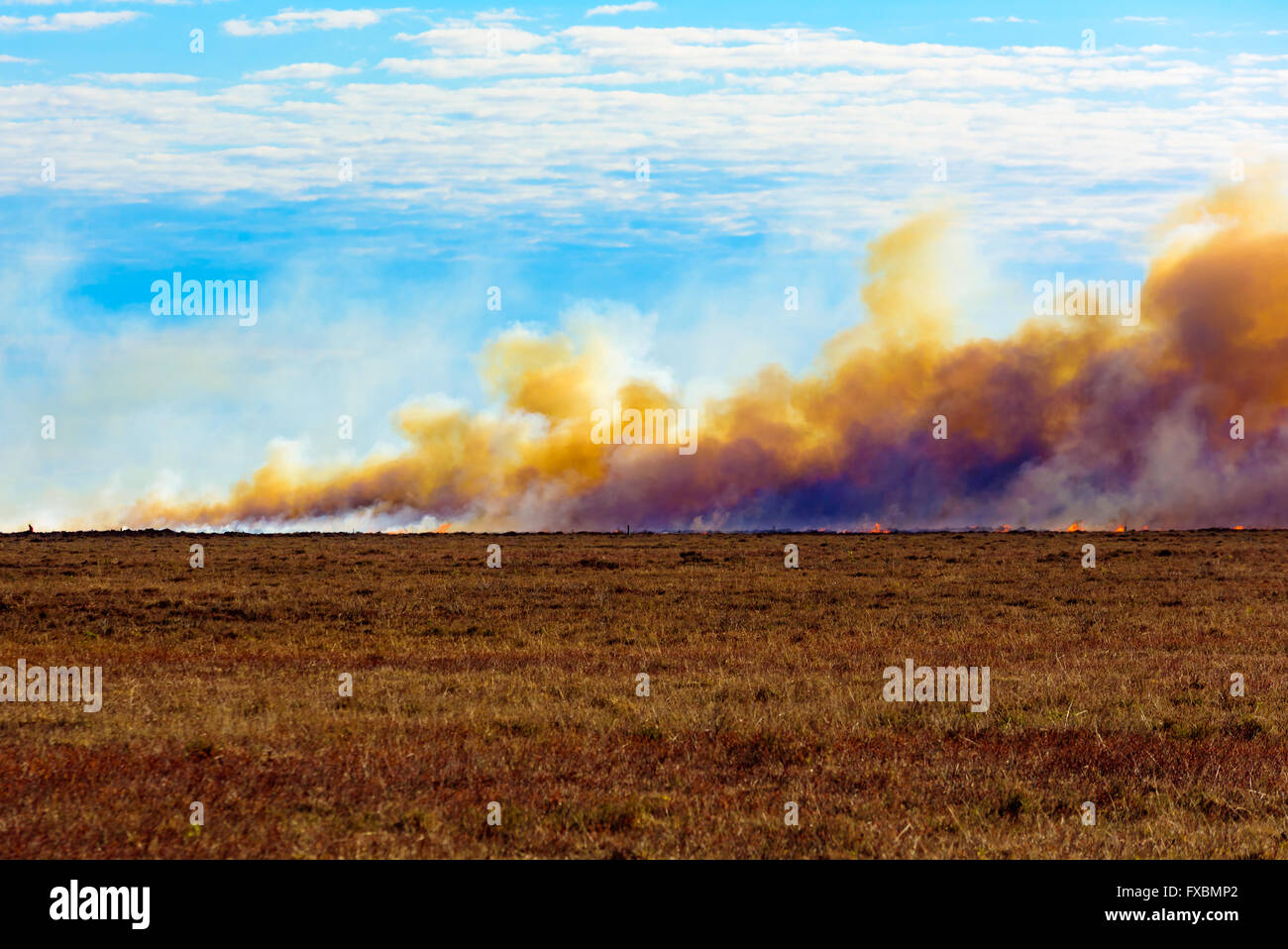 The deliberate and controlled burning of heather on a moor. The rising smoke is chokingly dense and yellow, mixed with white wat Stock Photo