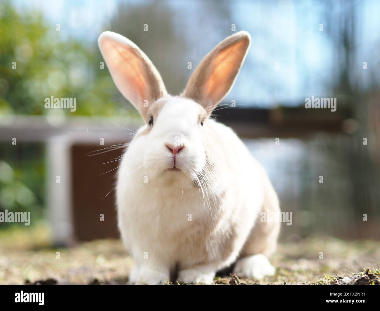Brown and white bunny / rabbit sitting outside, mix of flemish giant ...