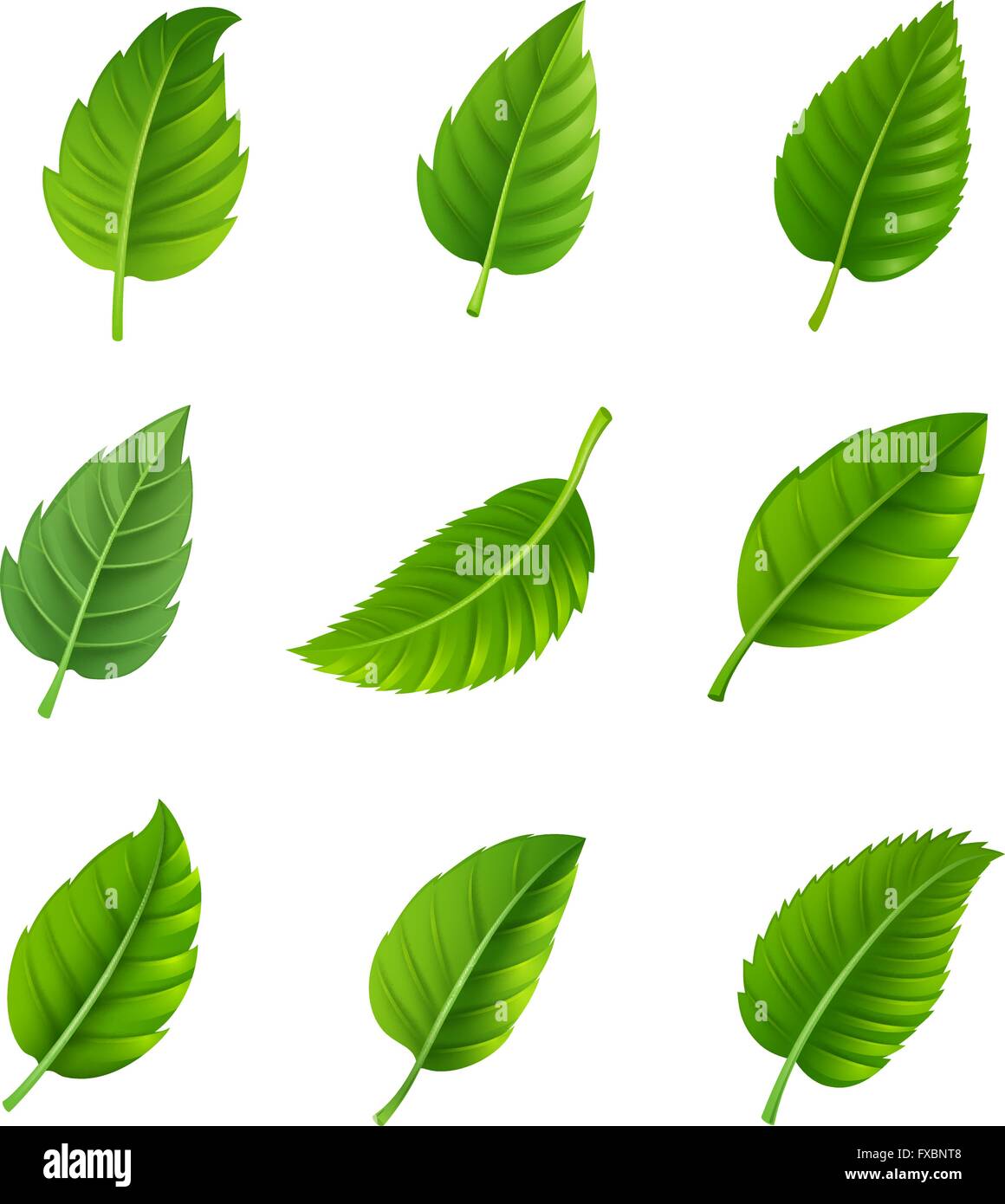 Green leaves decorative set Stock Vector Image & Art - Alamy
