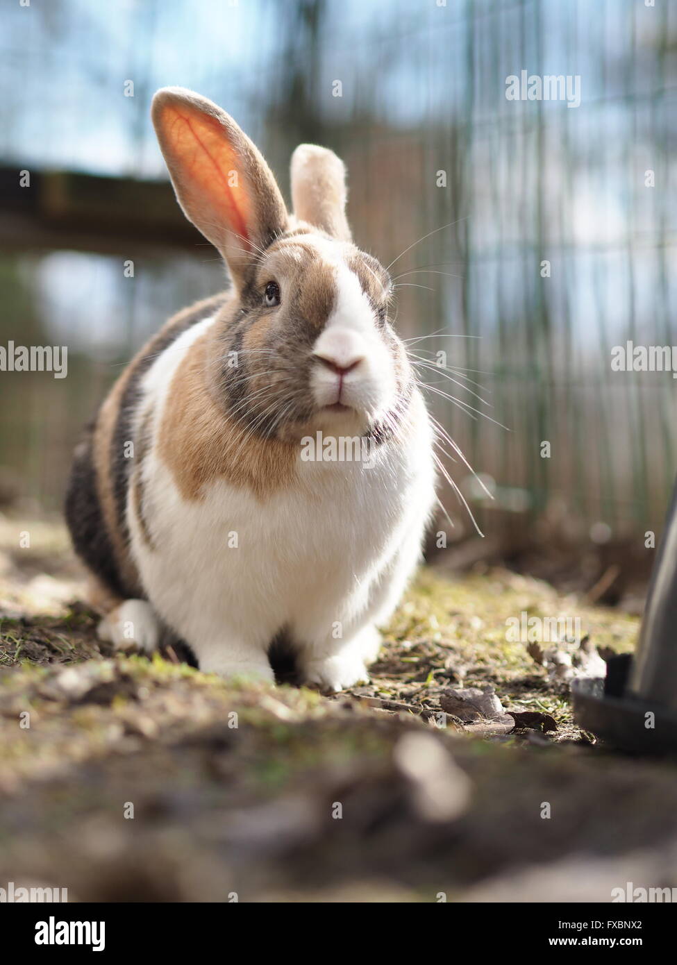 Brown and white bunny / rabbit outside, mix of flemish giant and dwarf