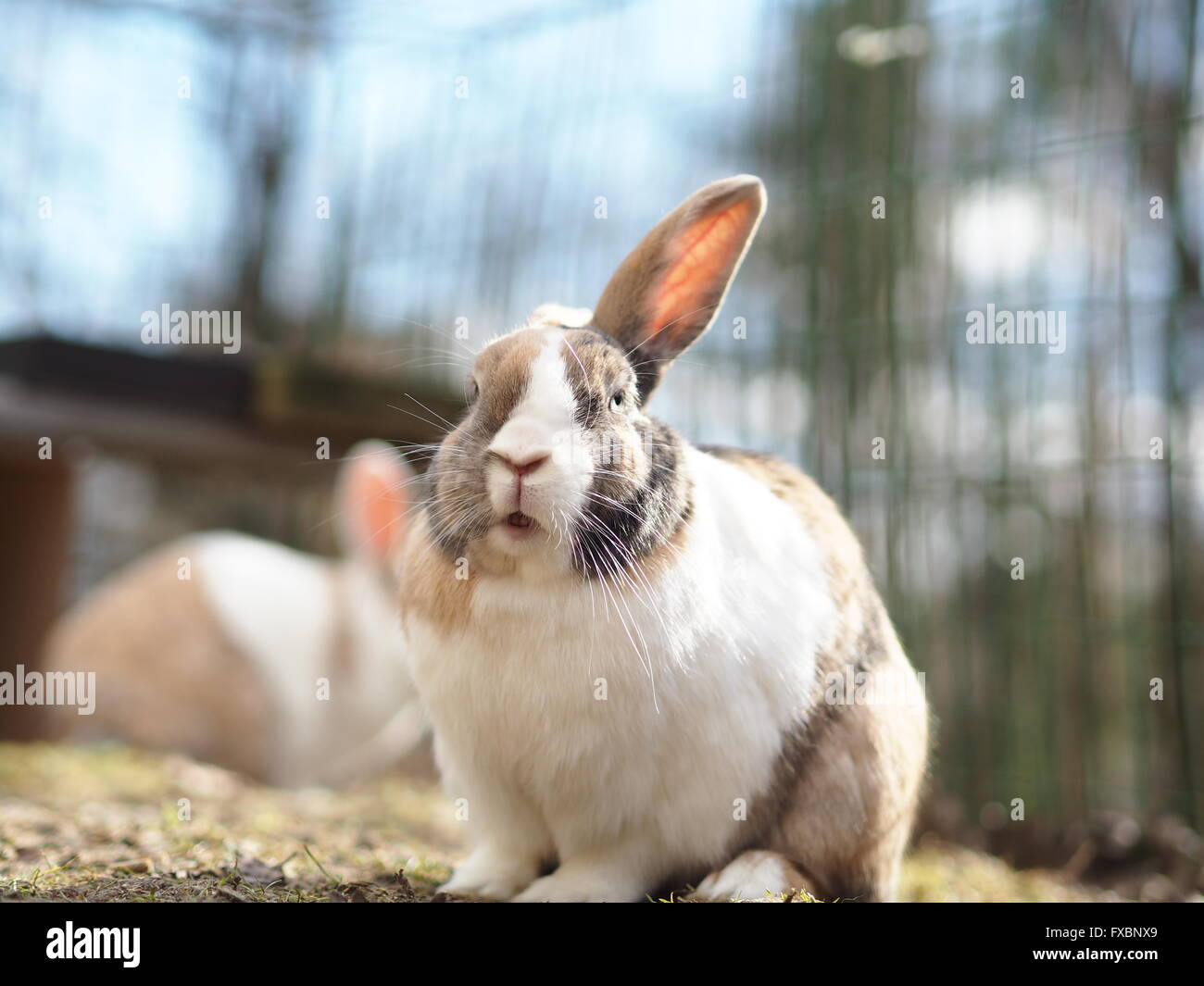 Brown and white bunny / rabbit outside, mix of flemish giant and dwarf