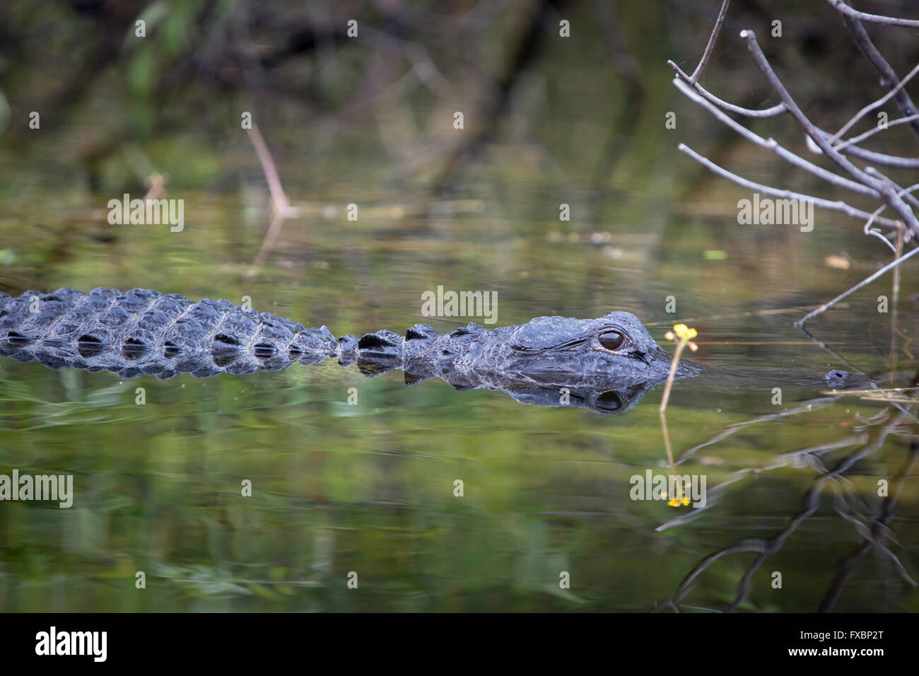 Submerged Alligator (Alligator Mississippiensis) at home in Everglades National Park, Florida, USA Stock Photo