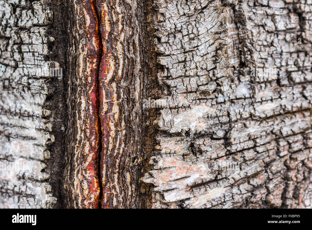 Closeup of damaged birch bark details Stock Photo