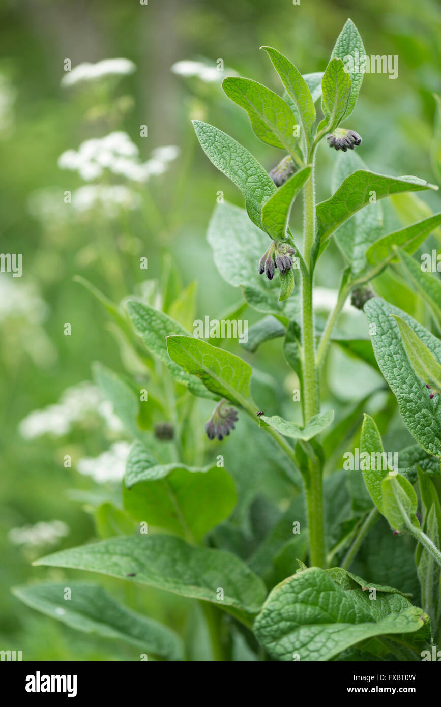 Comfrey with Cow Parsley Stock Photo
