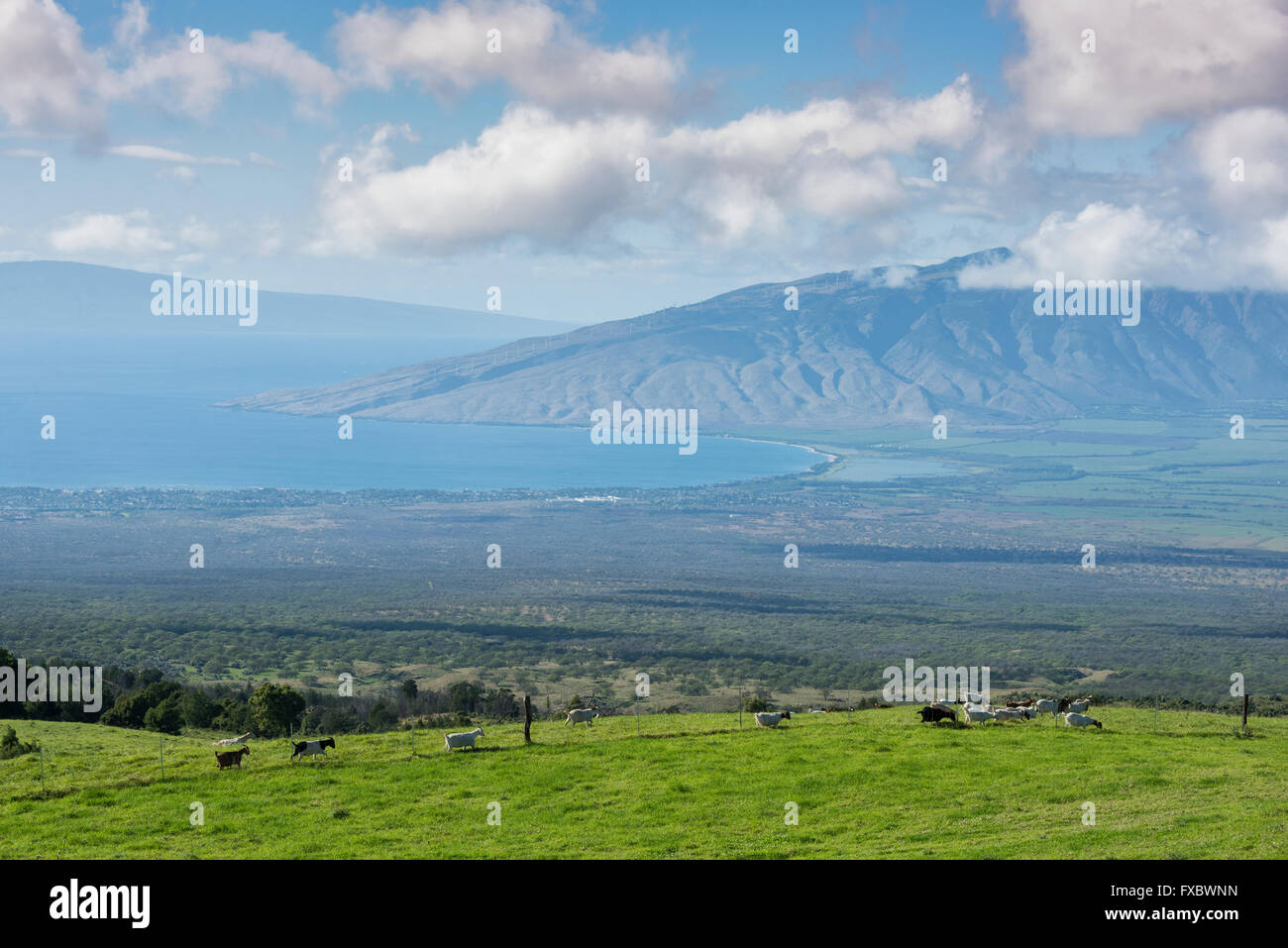 USA, Hawaii, Maui, Kula Country Farm, Up Country, Surfing Goat Dairy Stock Photo Alamy