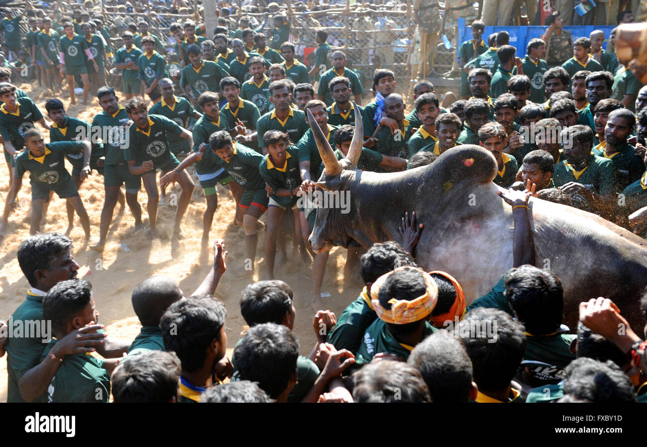 Jallikattu /taming the bull is a 2000 year old sport in Tamilnadu,India.It happens during pongal (harvest festival) celebrations Stock Photo