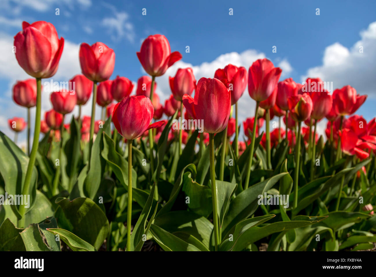 Spring time in The Netherlands: Typically flat countryside with flowering red tulips, Noordwijkerhout, South Holland. Stock Photo