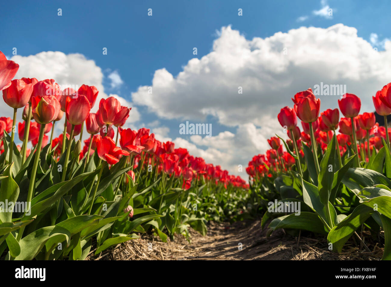 Spring time in The Netherlands: Typically flat countryside with flowering red tulips, Noordwijkerhout, South Holland. Stock Photo