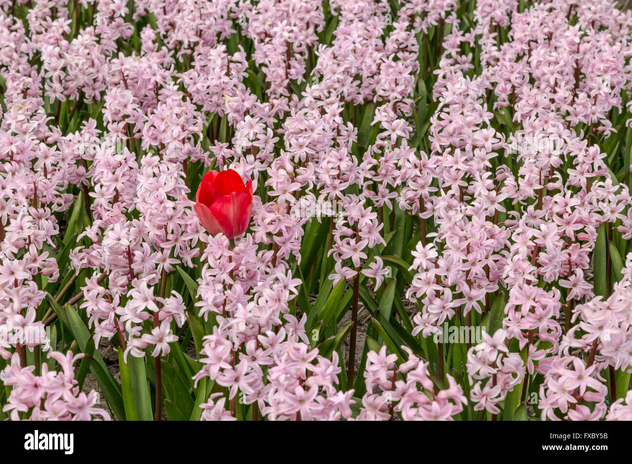 Spring time in he Netherlands: Odd one out- One red tulip flowering between pink hyacinths, Hillegom, South Holland. Stock Photo