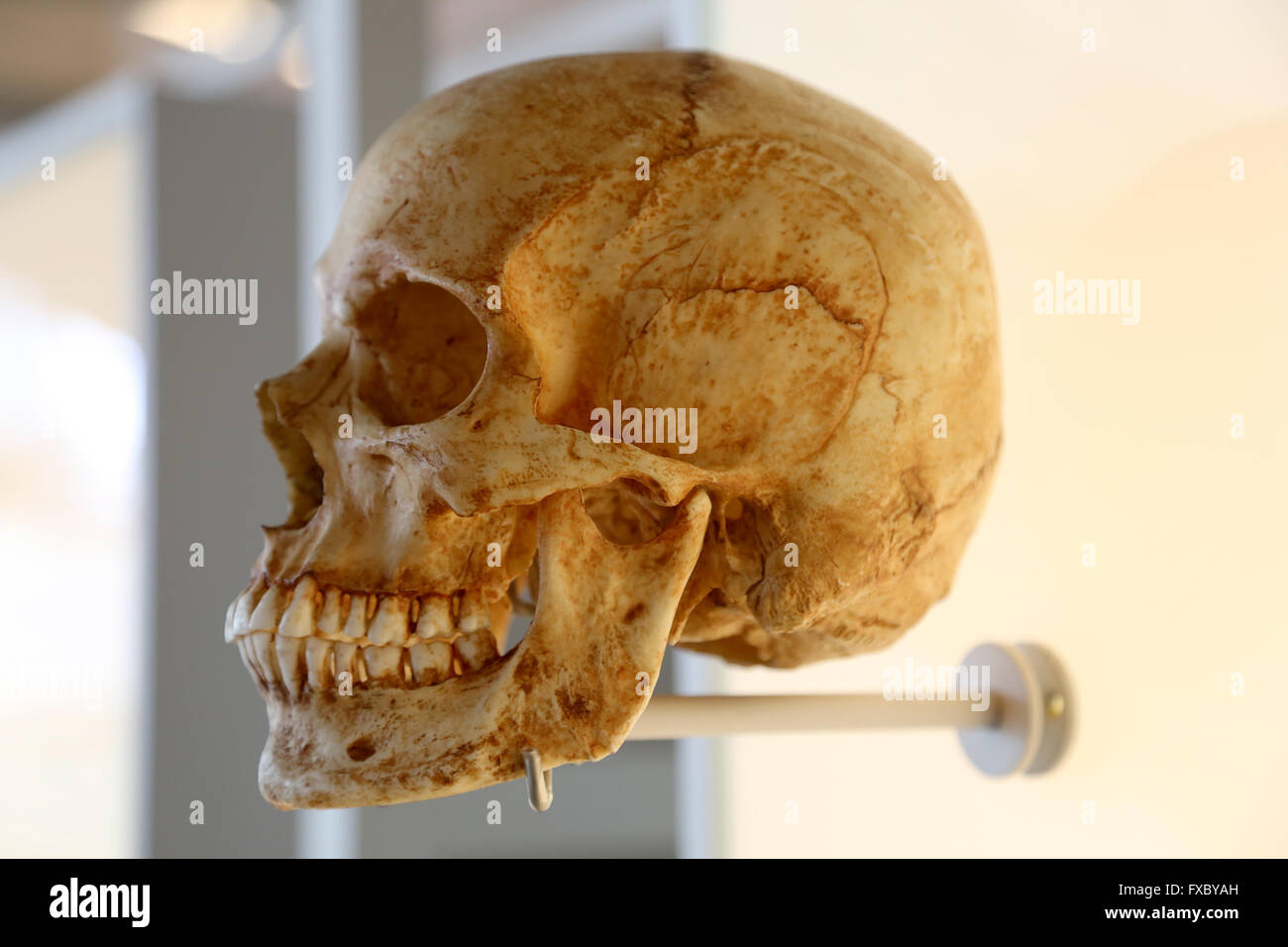 Homo Sapiens Sapiens. Modern human. Skull. Stock Photo