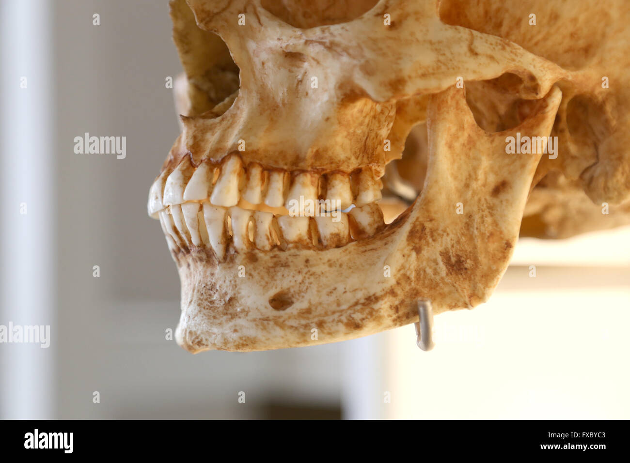 Homo Sapiens Sapiens. Modern human. Skull. Mandible. Stock Photo