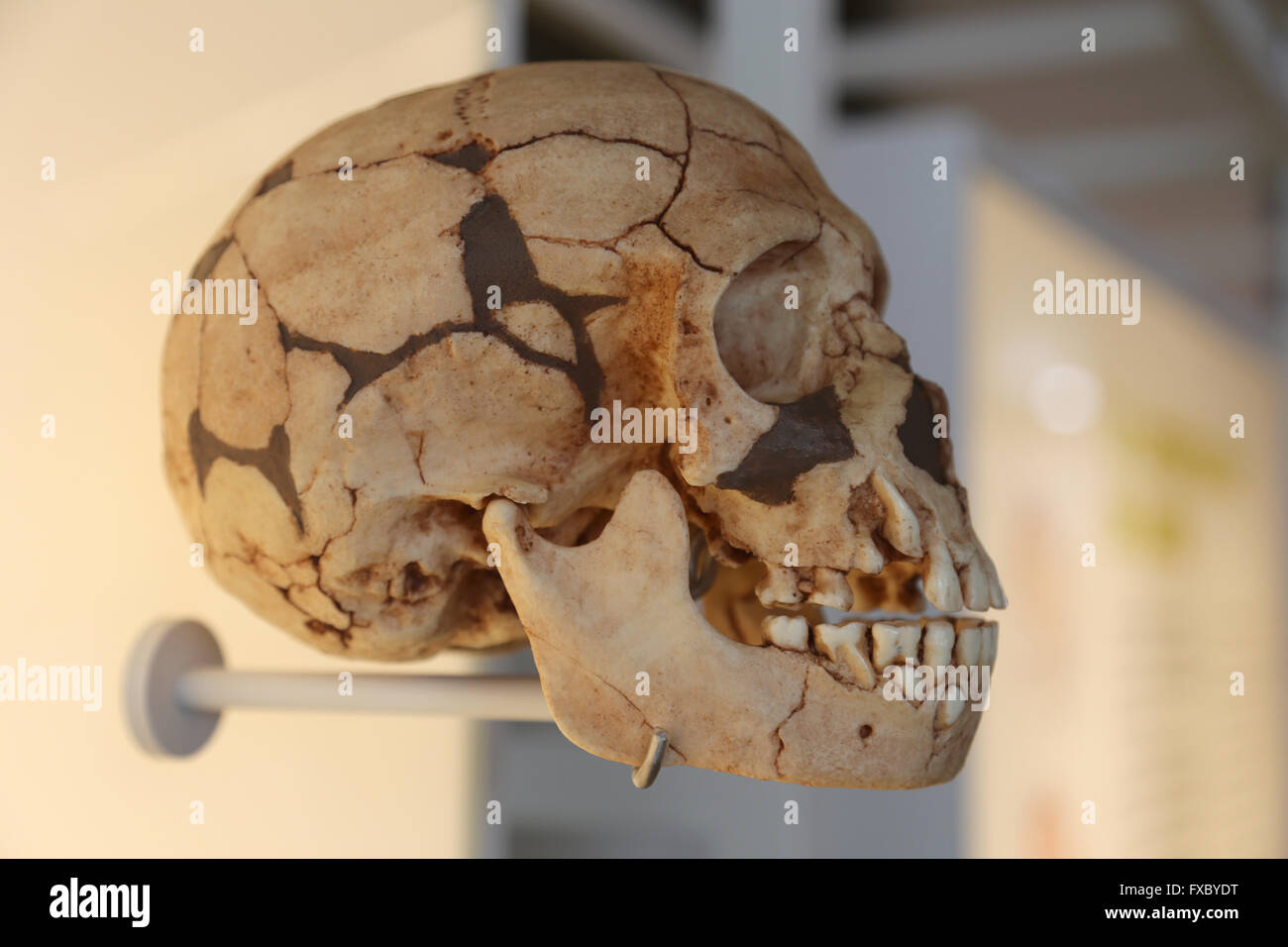 Homo Sapiens Sapiens. Modern human. Skull. Stock Photo