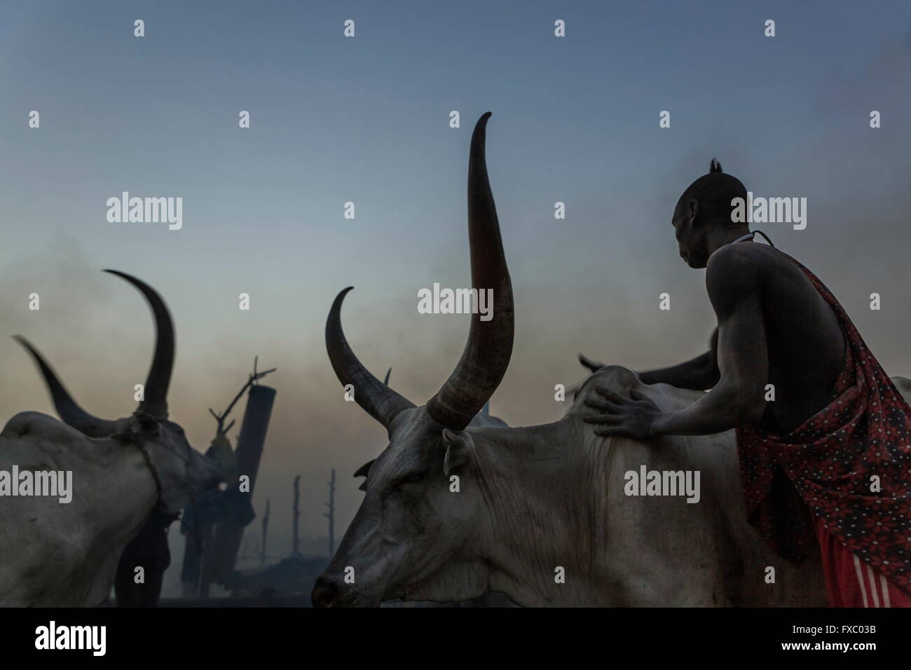 South Sudan. 20th Feb, 2016. A Mundari man washes his cows with ash to protect them from insects during the night. The camp drums can be seen in the background. Ankole-Watusi, also known as Ankole Longhorn, or 'Cattle of Kings' is a 900 to 1,600 pound landrace breed of cattle originally native to Africa with distinctive horns that can reach up to 8 ft tall. © Tariq Zaidi/ZUMA Wire/ZUMAPRESS.com/Alamy Live News Stock Photo