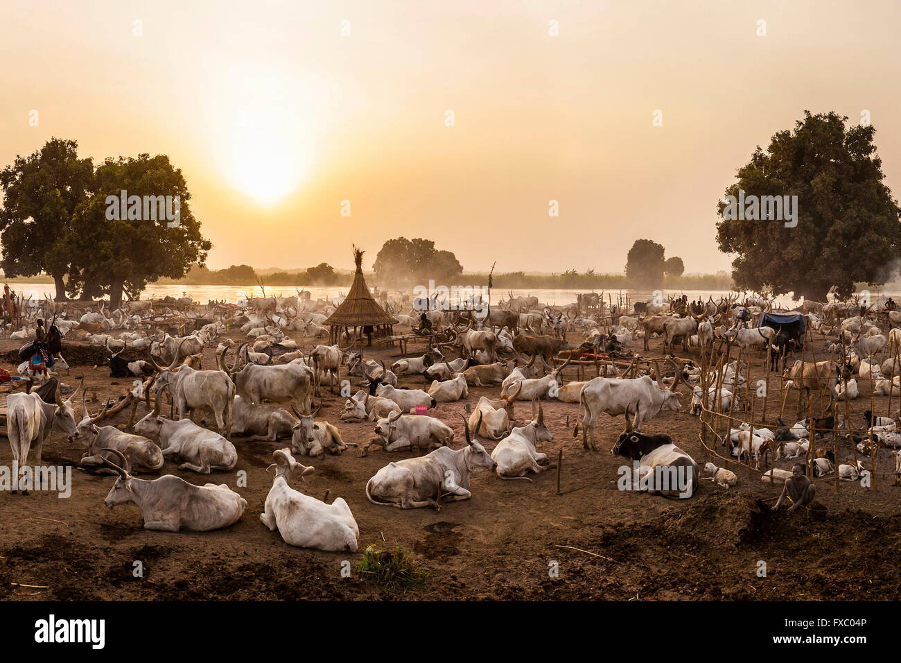 South Sudan. 23rd Feb, 2016. Mundari settlement in the early evening when the cows have returned