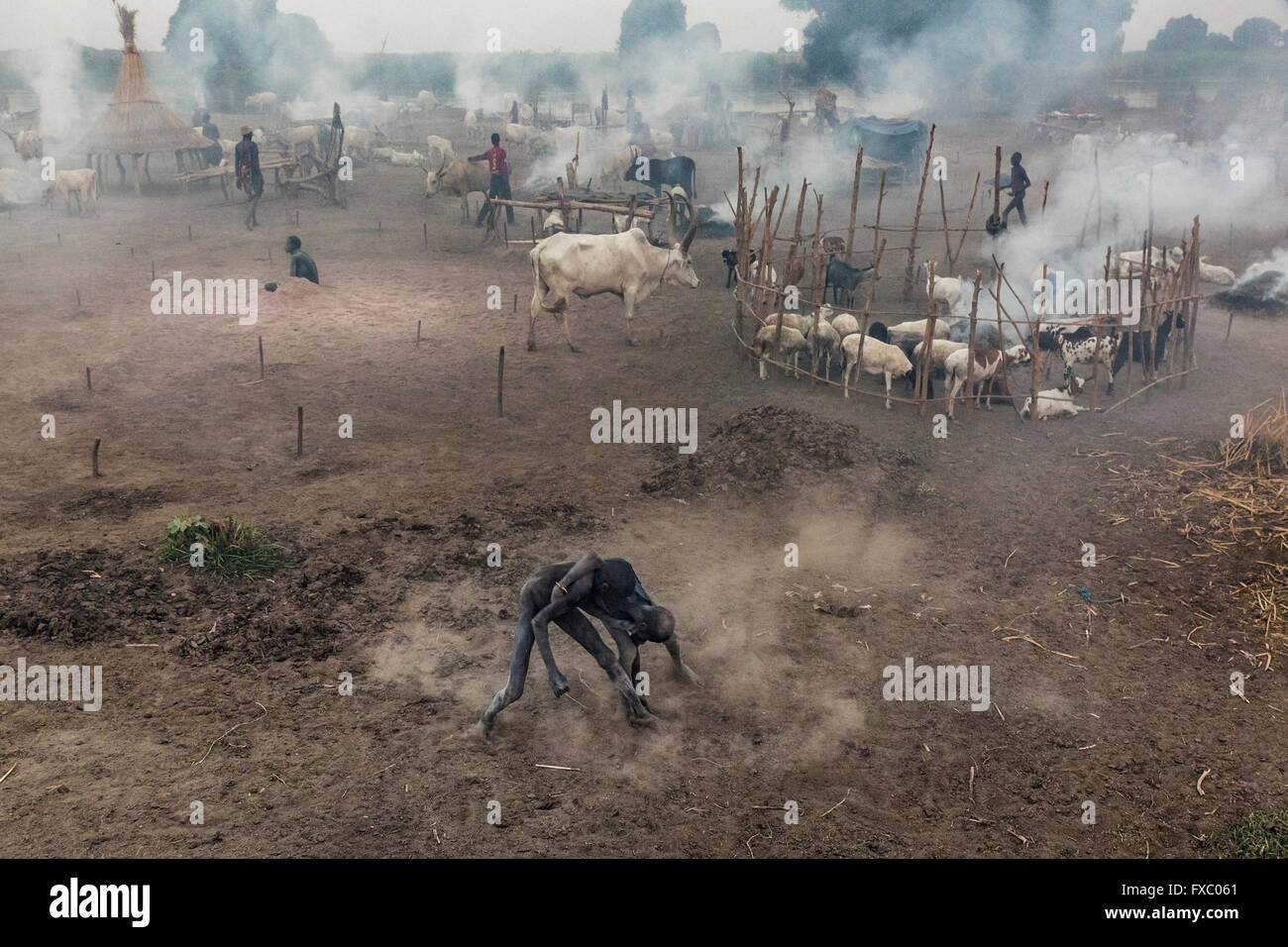 South Sudan. 22nd Feb, 2016. When they have a break from tending to their cows, two young Mundari boys wrestle in front of the camp. Male wrestling is an important part of their cultural tradition. Ankole-Watusi, also known as Ankole Longhorn, or 'Cattle of Kings' is a 900 to 1,600 pound landrace breed of cattle originally native to Africa with distinctive horns that can reach up to 8 ft tall. © Tariq Zaidi/ZUMA Wire/ZUMAPRESS.com/Alamy Live News Stock Photo