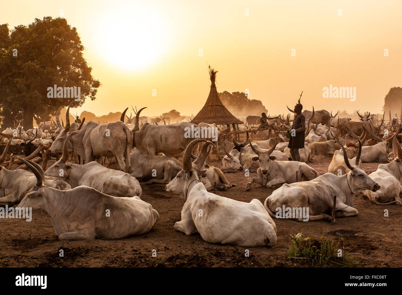 South Sudan. 23rd Feb, 2016. The animals return to the camp around sunset. Ankole-Watusi, also known as Ankole Longhorn, or 'Cattle of Kings' is a 900 to 1,600 pound landrace breed of cattle originally native to Africa with distinctive horns that can reach up to 8 ft tall. © Tariq Zaidi/ZUMA Wire/ZUMAPRESS.com/Alamy Live News Stock Photo