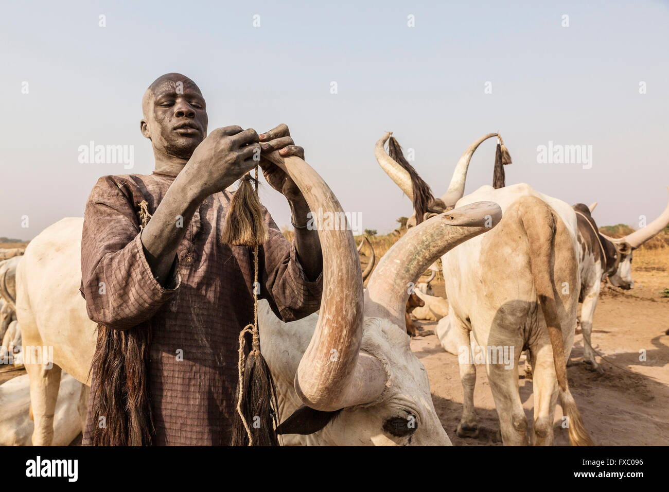 South Sudan. 21st Feb, 2016. A Mundari man attaches tassels to the horns of his prized animals. Made from the tails of the cows, these tassels will brush the flies out of the cows eyes. Ankole-Watusi, also known as Ankole Longhorn, or 'Cattle of Kings' is a 900 to 1,600 pound landrace breed of cattle originally native to Africa with distinctive horns that can reach up to 8 ft tall. © Tariq Zaidi/ZUMA Wire/ZUMAPRESS.com/Alamy Live News Stock Photo