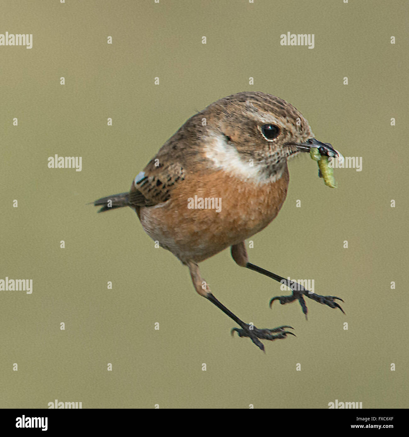 Marazion RSPB reserve, Cornwall, UK. 14th April 2016.  A pair of Stonechats collecting food at Marazion. Credit:  Simon Maycock/Alamy Live News Stock Photo