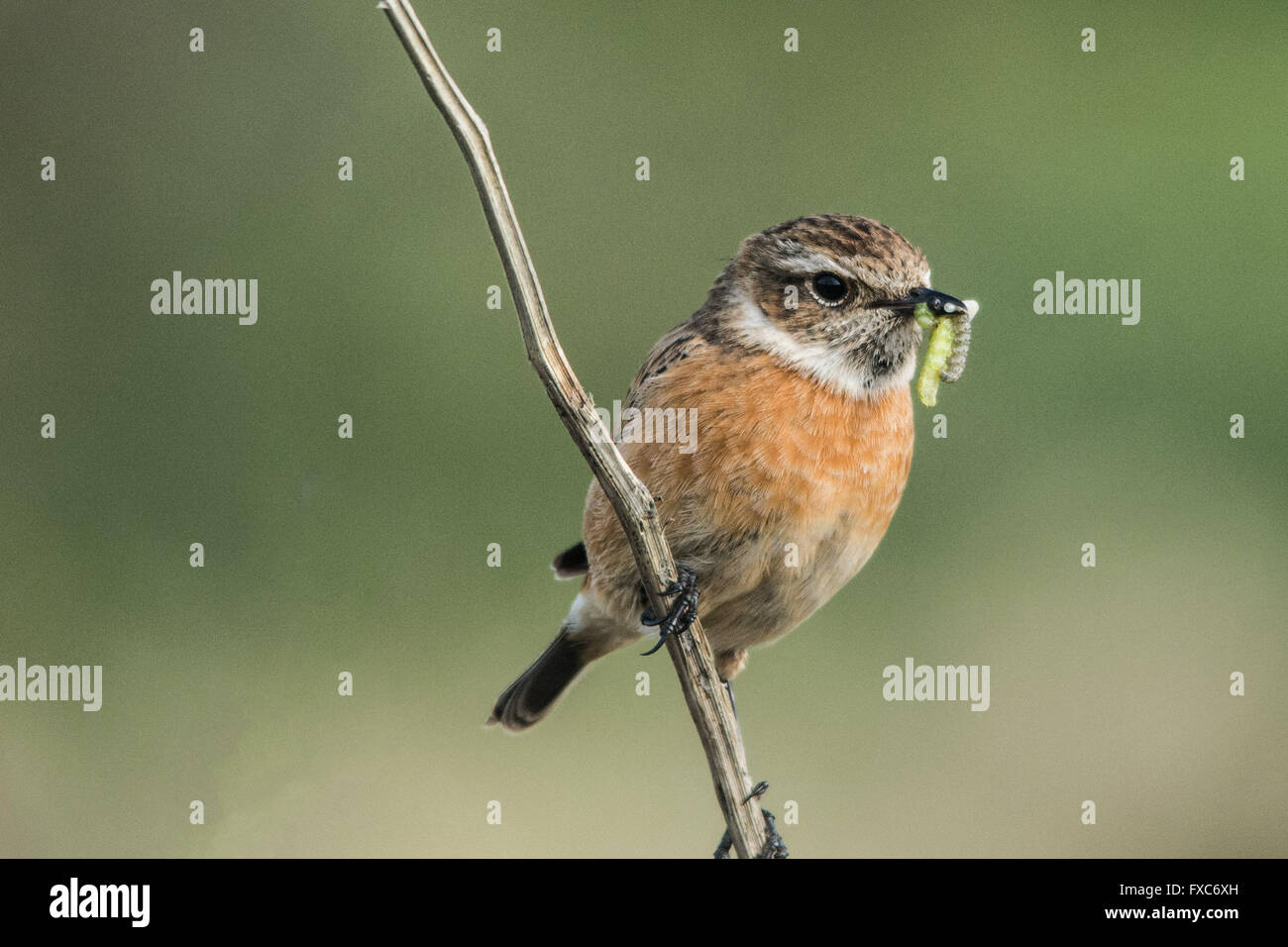 Marazion RSPB reserve, Cornwall, UK. 14th April 2016.  A pair of Stonechats collecting food at Marazion. Credit:  Simon Maycock/Alamy Live News Stock Photo