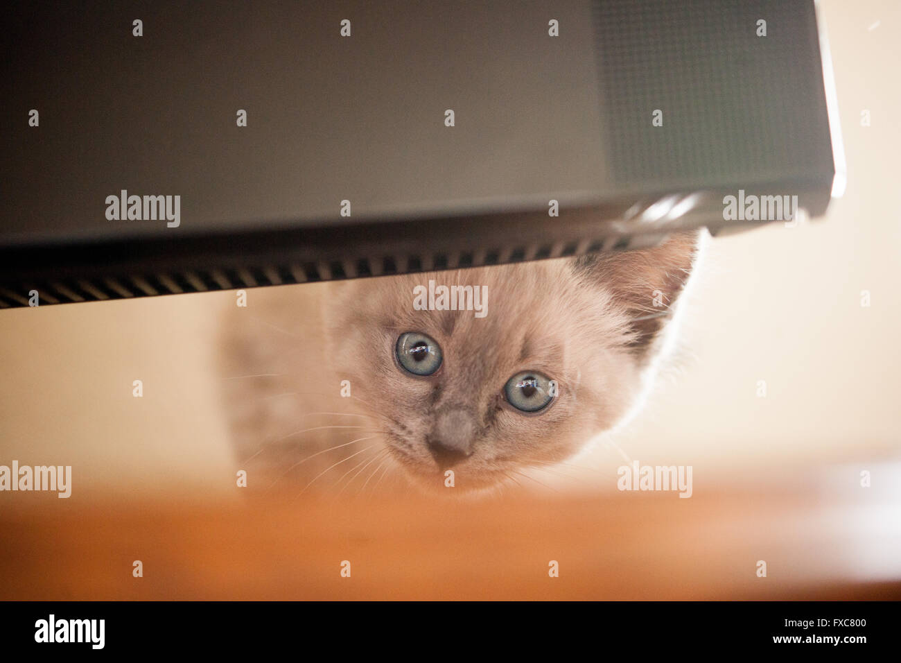 Picture of a Birman kitten, taken on 08/04/2016 in Büdesheim Stock Photo