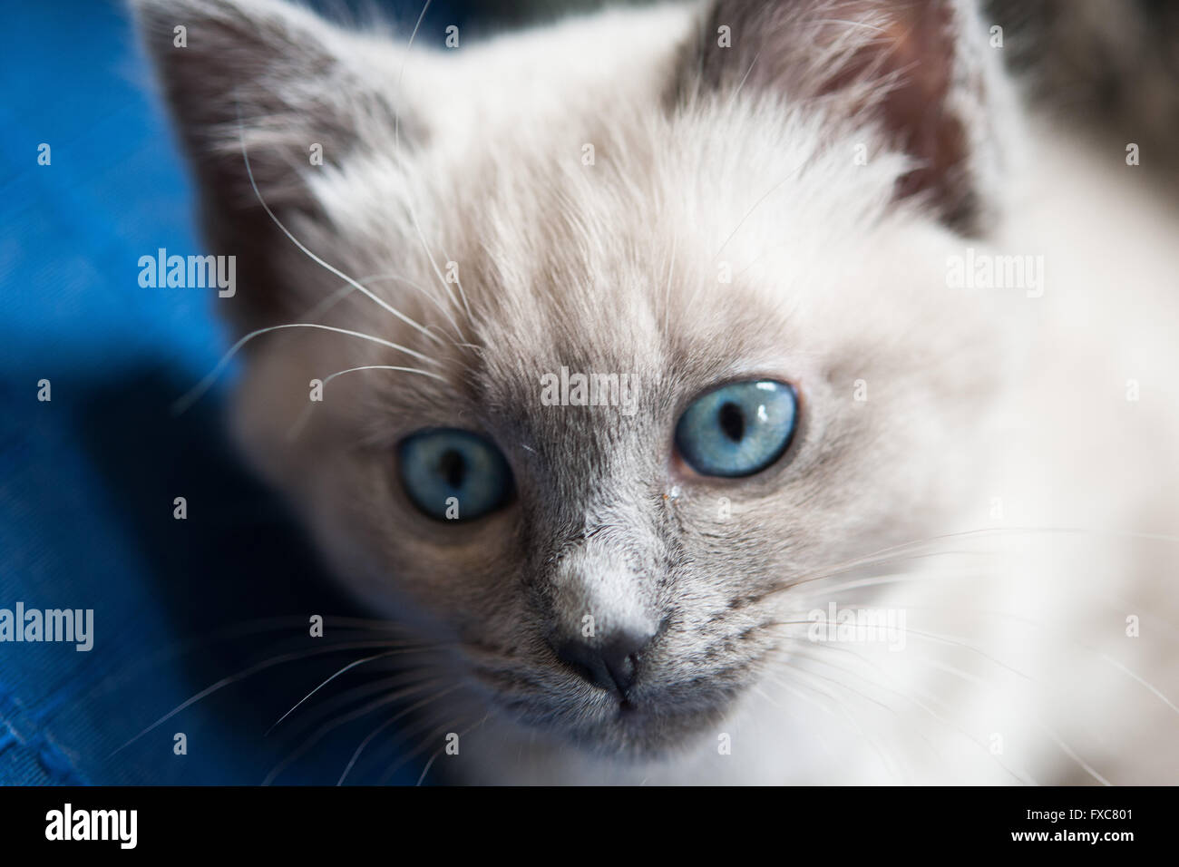 Picture of a Birman kitten, taken on 08/04/2016 in Büdesheim Stock Photo