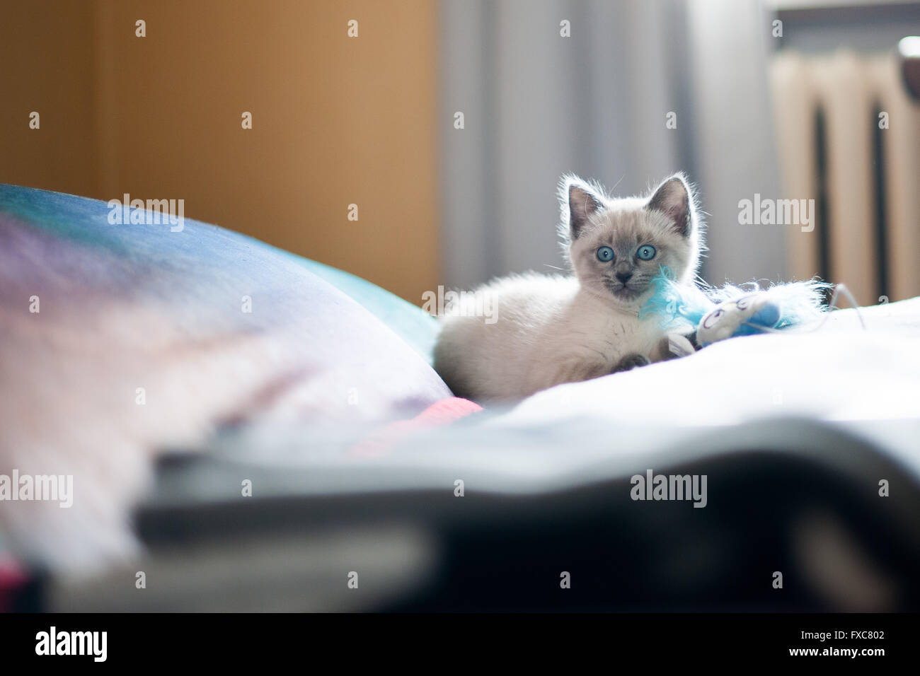 Picture of a Birman kitten, taken on 08/04/2016 in Büdesheim Stock Photo