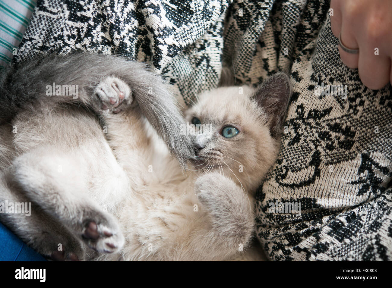 Picture of a Birman kitten, taken on 08/04/2016 in Büdesheim Stock Photo