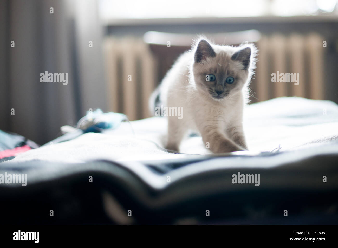 Picture of a Birman kitten, taken on 08/04/2016 in Büdesheim Stock Photo