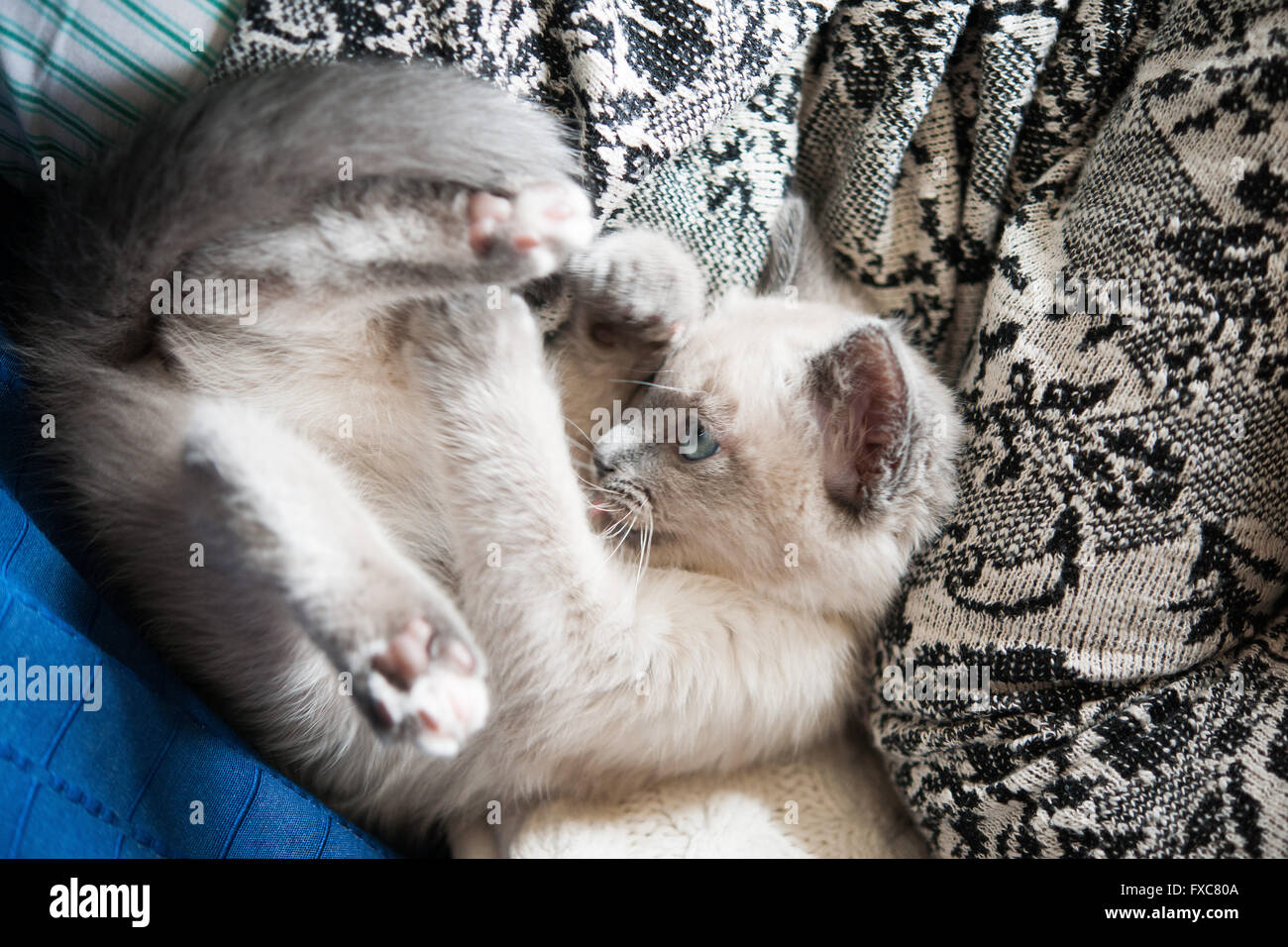 Picture of a Birman kitten, taken on 08/04/2016 in Büdesheim Stock Photo