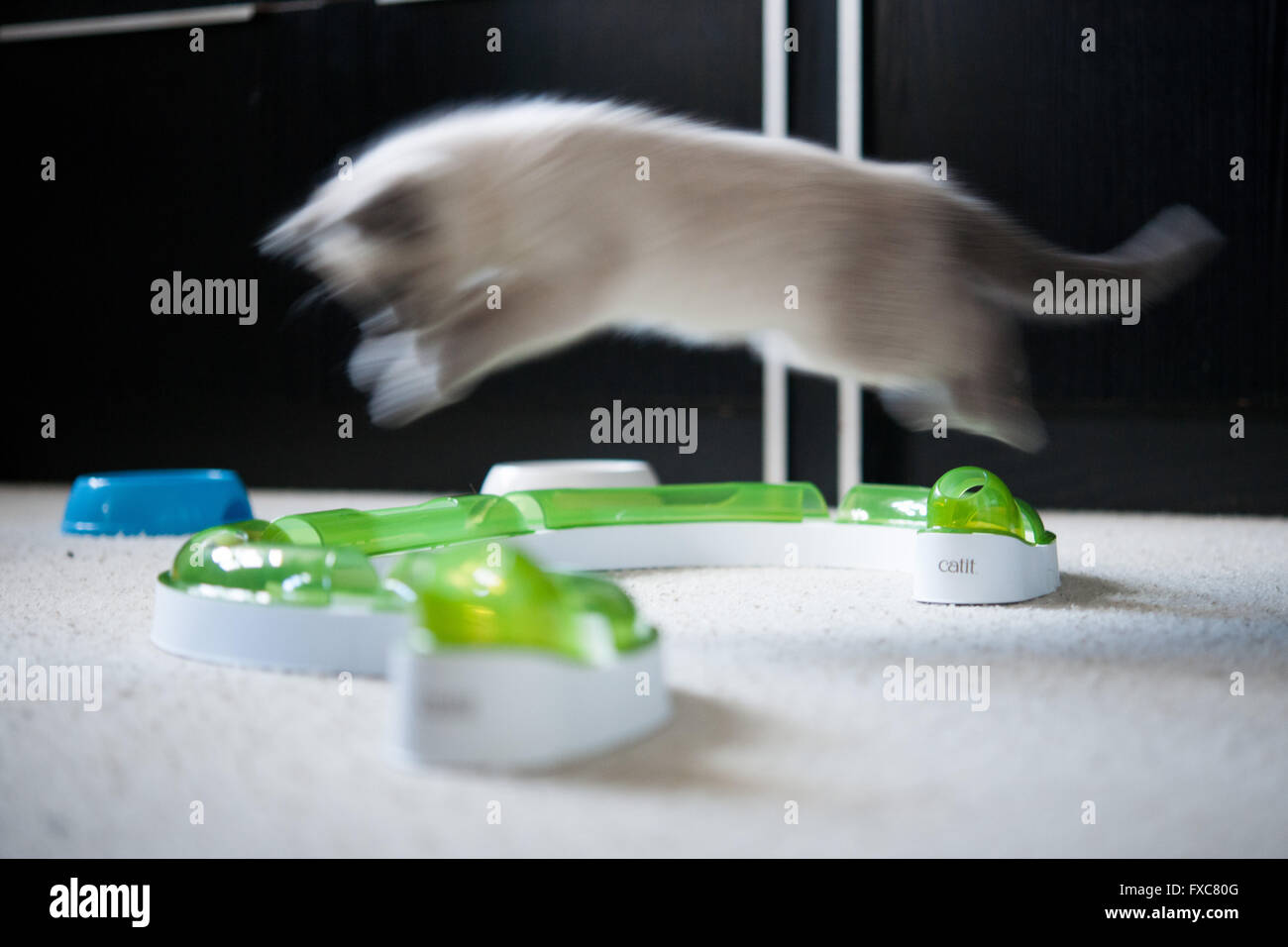 Picture of a Birman kitten, taken on 08/04/2016 in Büdesheim Stock Photo